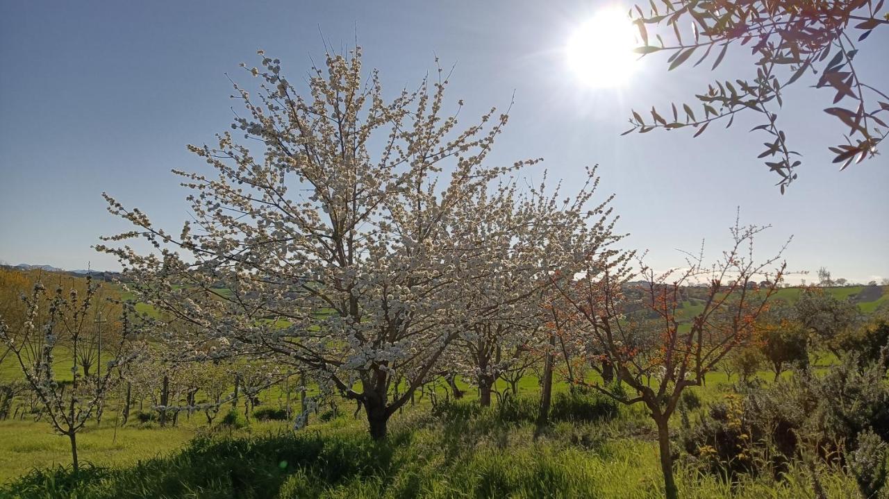 Agriturismo I Ciliegi Appartamento Ginestra Montignano Exterior foto